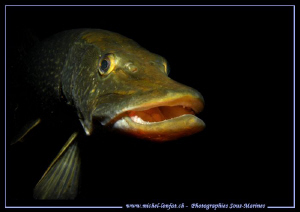 My good Friend "Saturnin" - beautiful Pike Fish - almost ... by Michel Lonfat 